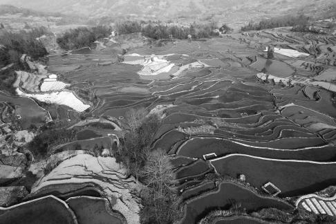 Terraced fields scenery 2