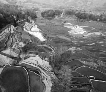 Terraced fields scenery 3