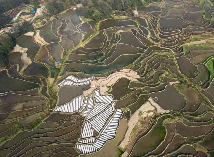 Terraced fields scenery 14
