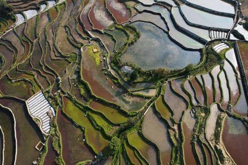 Terraced fields scenery 9