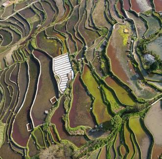 Terraced fields scenery 12