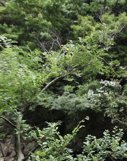 Thick greenery in the mountains 11