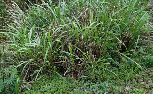 Wild grass in the wilderness 1