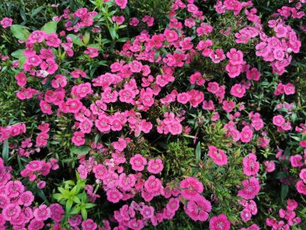 Springs news surges like a tide