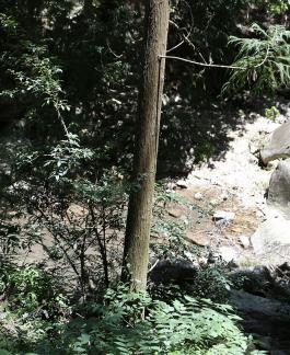 Wood stone symbiosis 1