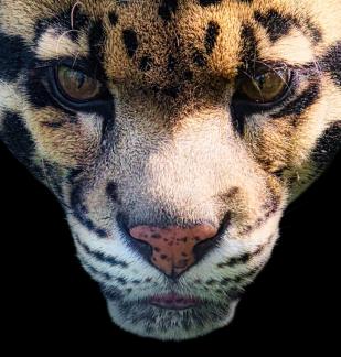 Clouded Leopard