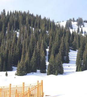 Snowcapped peaks and tall pines