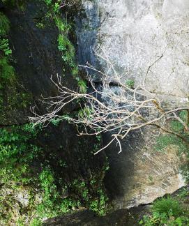 Green Wilderness and Tranquility 28