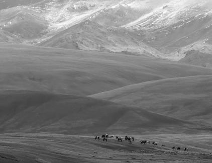 High mountain pasture 34