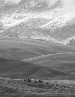 High mountain pasture 35