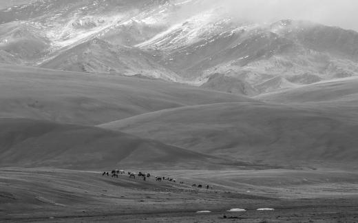 High mountain pasture 36