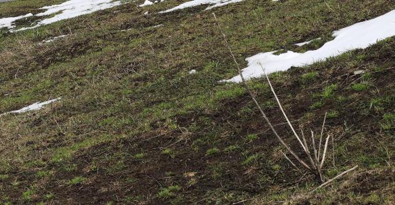 Snowline vegetation 1