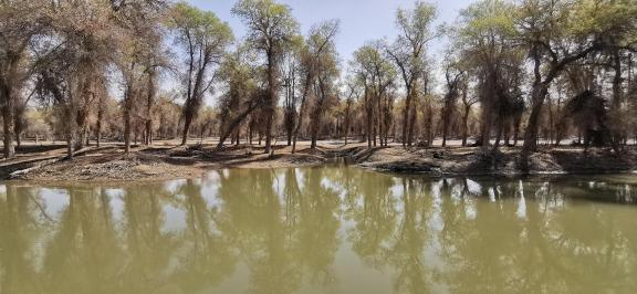 Between the woods and the sky 6