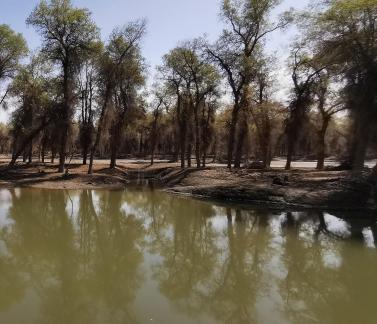 Between the woods and the sky 7