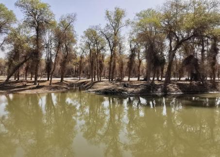 Between the woods and the sky 4