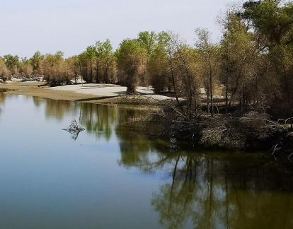 Desert Green Forest 5