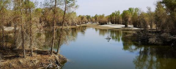 Desert Green Forest 6