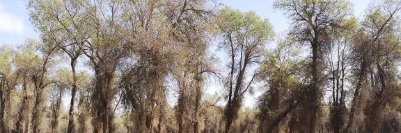 Desert Green Forest 8