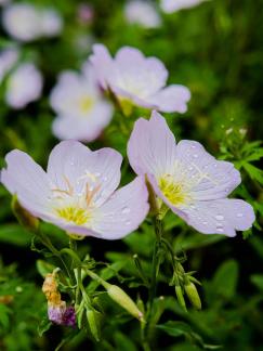 Little flowers after the rain 2