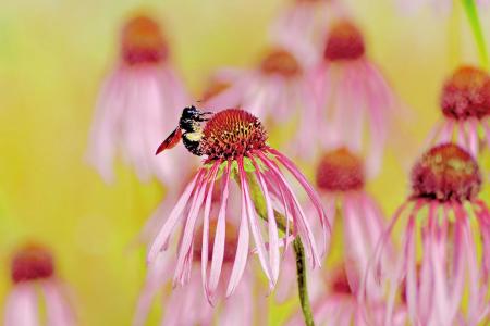 Bigmamba2026E