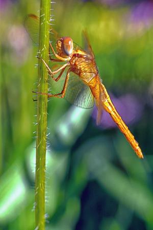Goldfly2026A