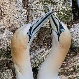 Gannets Crossing Beaks