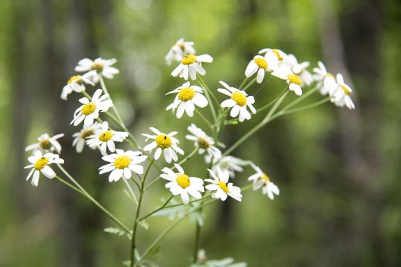 Daisies