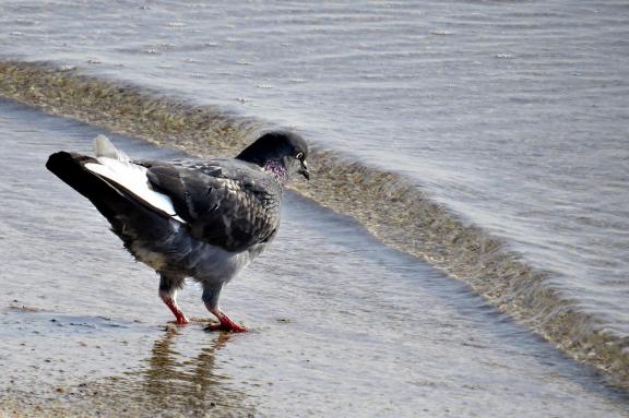Pigeon