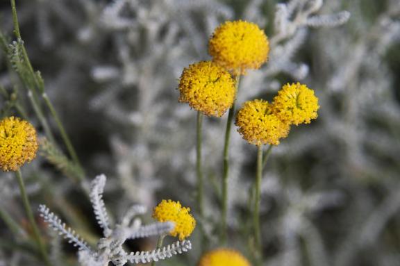 Unknown flowers-7