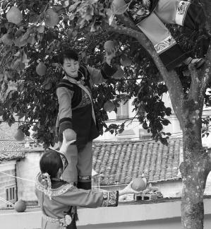 A bountiful harvest of pomelos 14