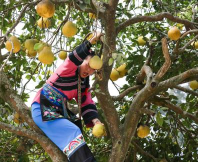 A bountiful harvest of pomelos 2