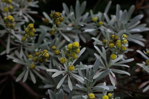 Little Yellow Flower 1