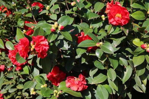 Red flowers and green leaves 1