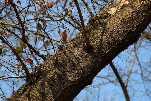 Autumn withered branches 5