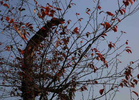Autumn withered branches 6