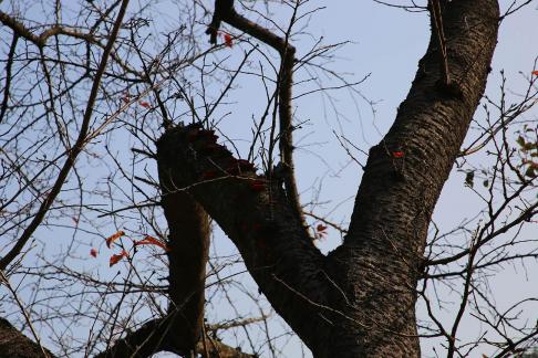 Autumn withered branches 7