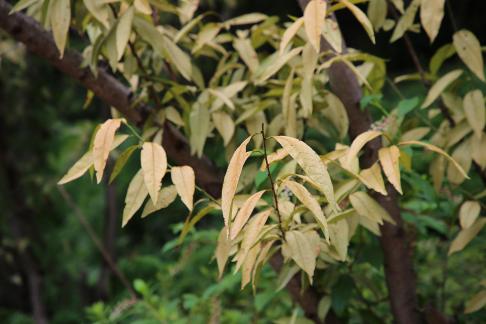 A clear and verdant tree 2