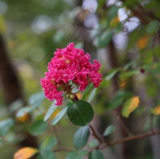 A red flower