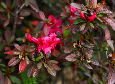 Red sepal self aromatization 1