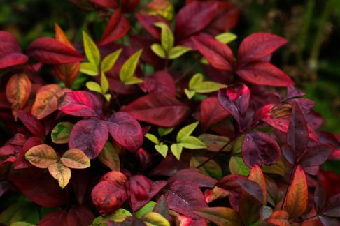 Red sepal self aromatization 4