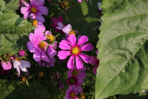 Purple flower towards the sun 5