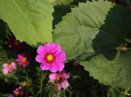 Purple flower towards the sun 6