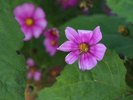 Purple flower towards the sun 7