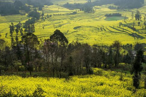 Spring scenery 11