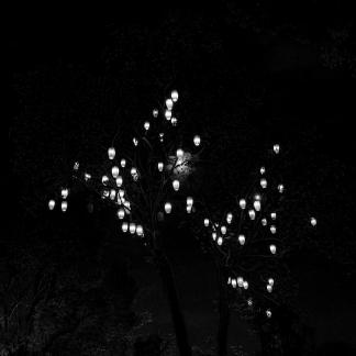 Lanterns in the Night Sky