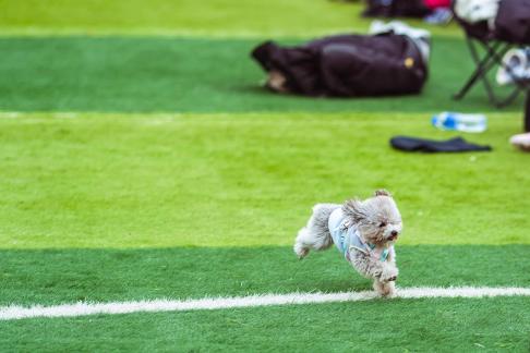 Pets on the grass 7