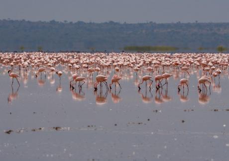 Flamingo Pink reflection