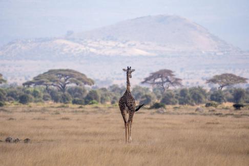 Wandering alone across thewild