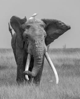 Birds accompanying elephants