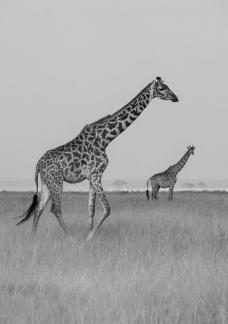 Giraffes walking